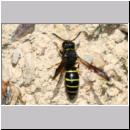 D-Odynerus spinipes - Gemeine Schornsteinwespe w01 12mm.jpg